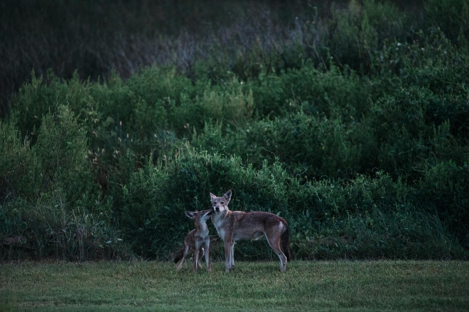 Pictured are two Gulf Coast canids standing in a field.