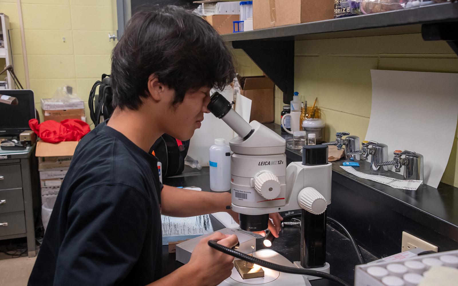 Oliver Yung studies foreign ants under a microscope at the Clay Lyle Entomology Complex. Yung, 17, interned twice with Mississippi State studying ant taxonomy with the university’s Department of Agricultural Science and Plant Protection. (Photo by Erin Buckley)