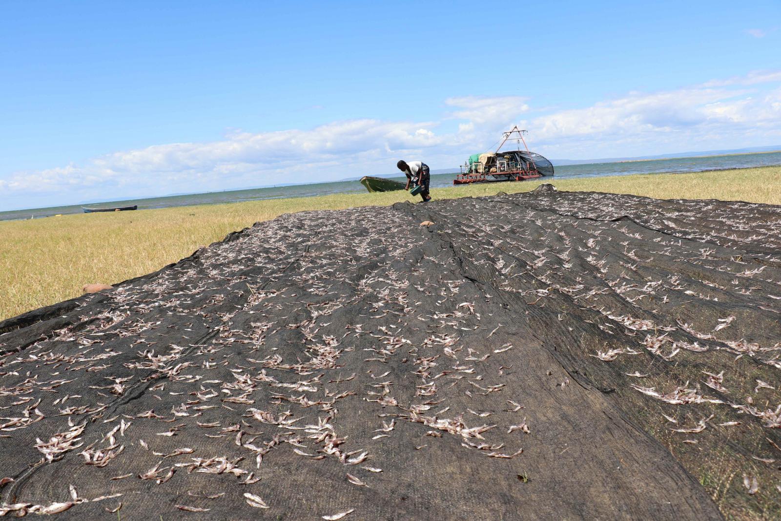 A woman in Zambia demonstrates how to dry fish. (Photo by Agness Chileya)