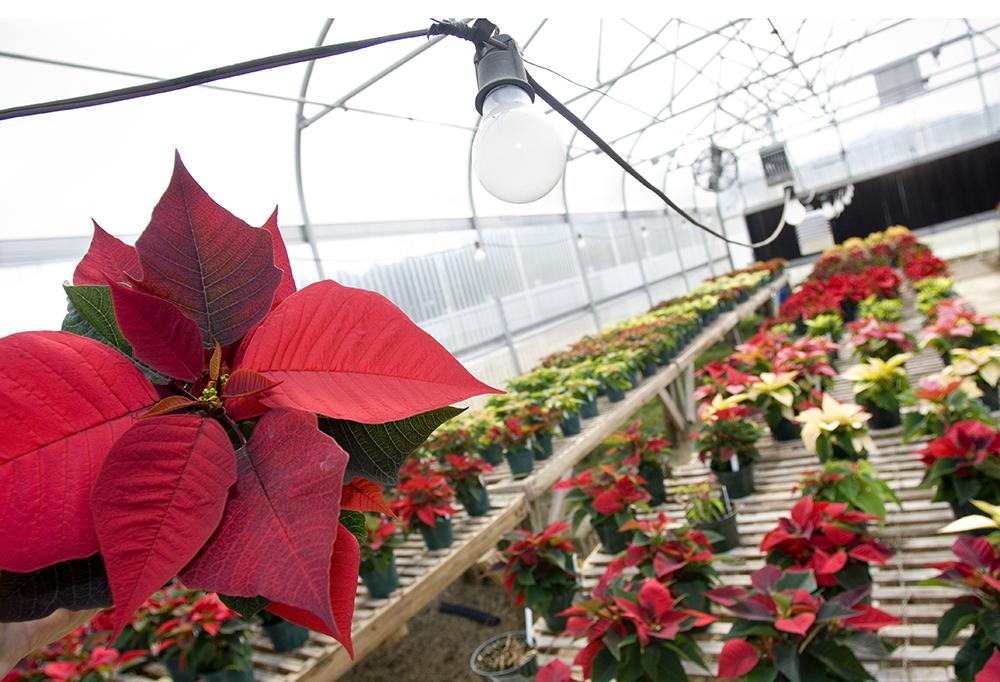 Red poinsettias are pictured in a greenhouse.