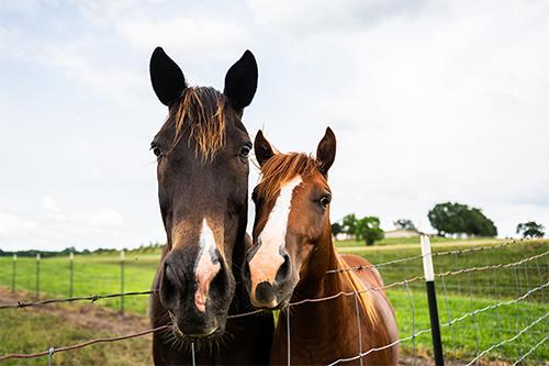Horses graze at Mississippi State University’s Leveck Animal Research Center, also known on campus as the South Farm.