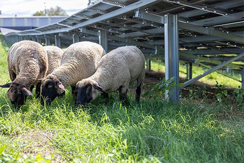 Sheep replace traditional upkeep of grounds near MSU solar panels.