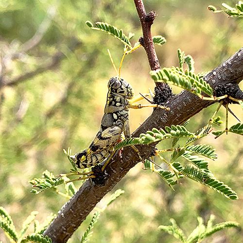 Pictured is Agroecotettix silverheelsi, a newly described grasshopper from Texas named in honor of Jay Silverheels, an early Native American actor.