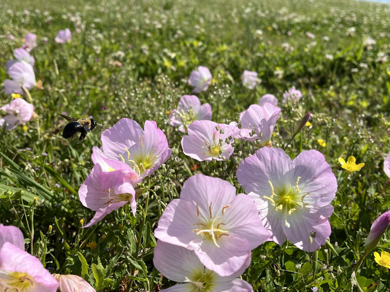 Spring beauty in bloom in a refuge lawn (Photo by Jay McCurdy)