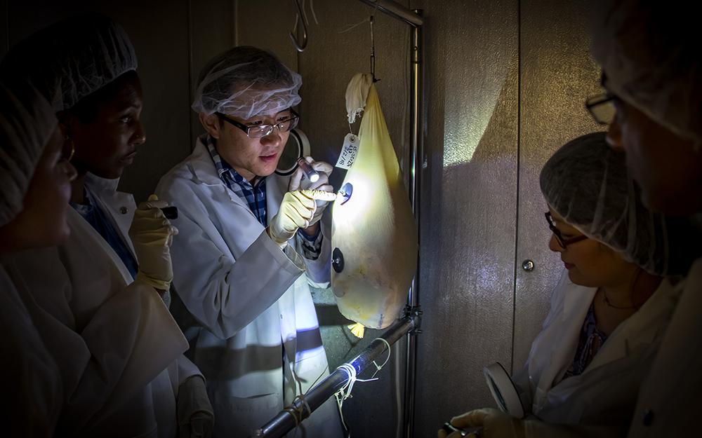 Former Mississippi State students monitor mites and mold grown on dry-cured hams encased with nets treated with food grade coatings.