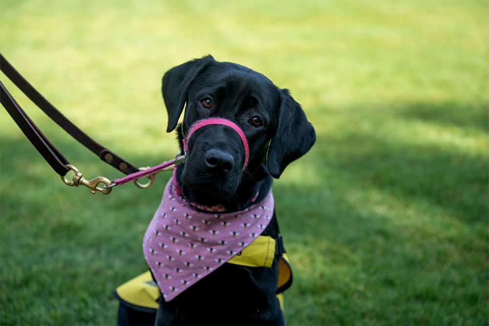 “Lauri” is a black lab being raised by freshman animal and dairy science/pre-vet major Elaina Young.