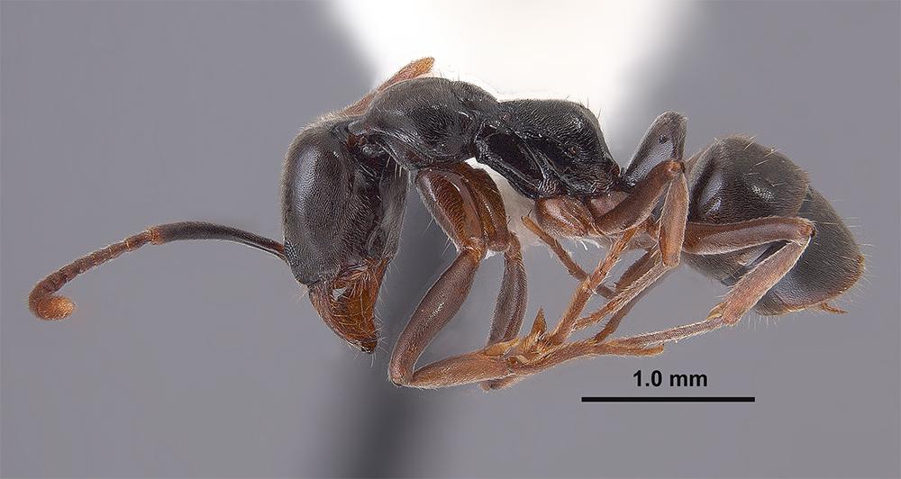 Asian needle ant