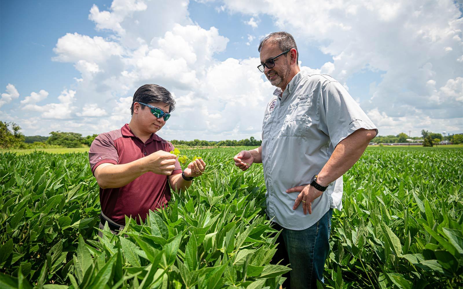 From left, Mississippi State’s Paul Tseng and Luis de Avila pictured in a soybean field at the university’s R.R. Foil Plant Science Research Center.