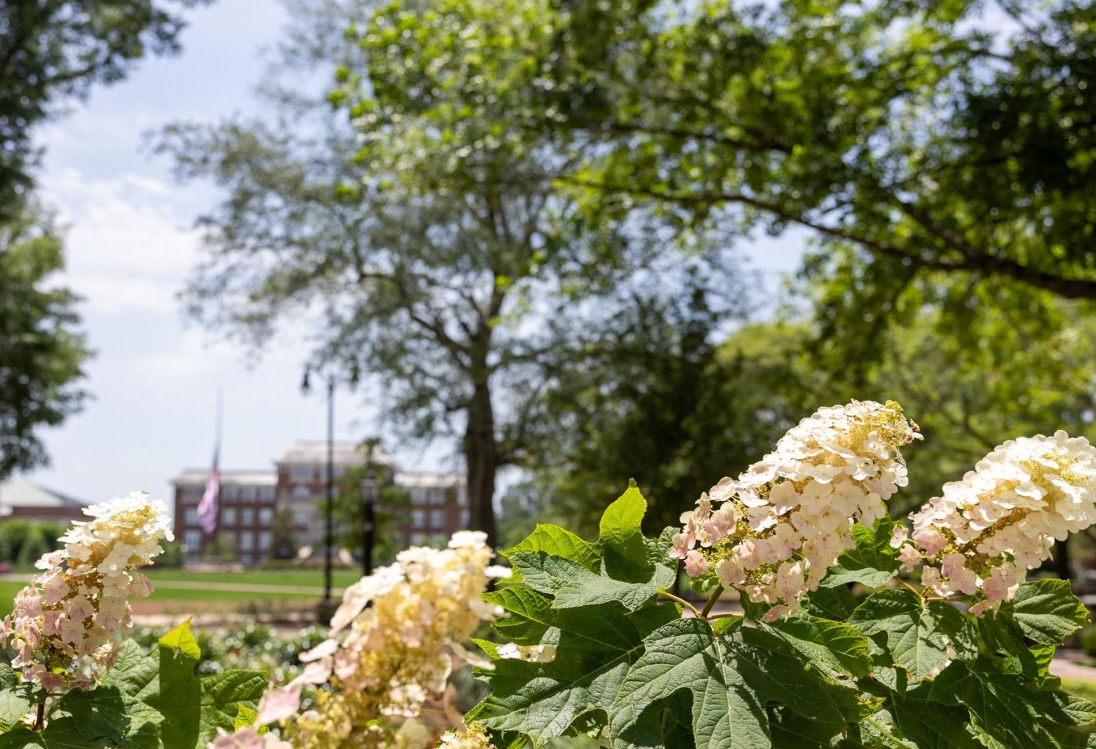 photo of flowers in front of building