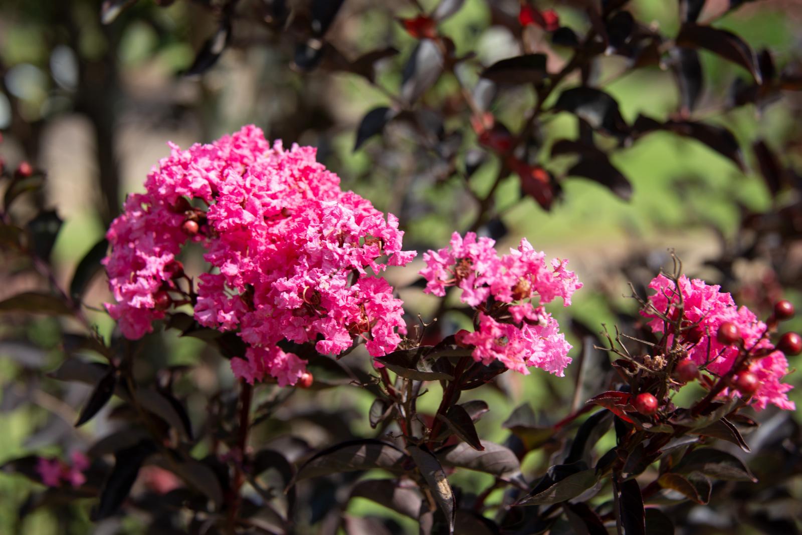 crepe myrtle