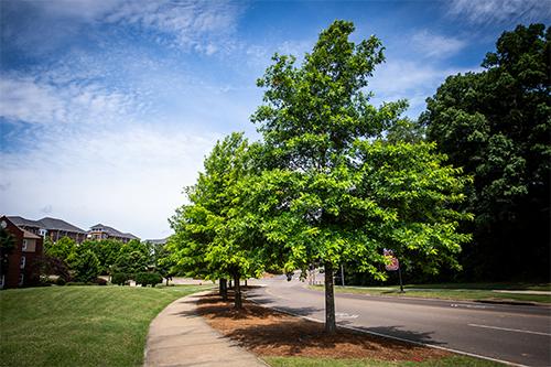 Trees line Bailey Howell Drive near Zacharias Village on MSU’s north side of campus.