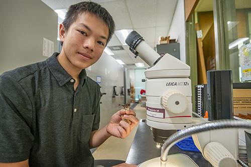 Jacob Chen observes insect species in the lab.