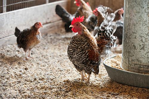Chickens are pictured on the farm.