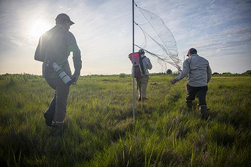 From left, Mississippi State doctoral student Jacob Wessels, Research Associate II Tim Guida and Associate Professor Ray Iglay check a mist net used to capture birds for scientific study, securing the bottom of the net to catch low-flying marsh birds.