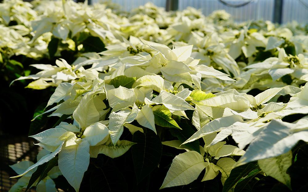 Poinsettias in a garden are pictured.