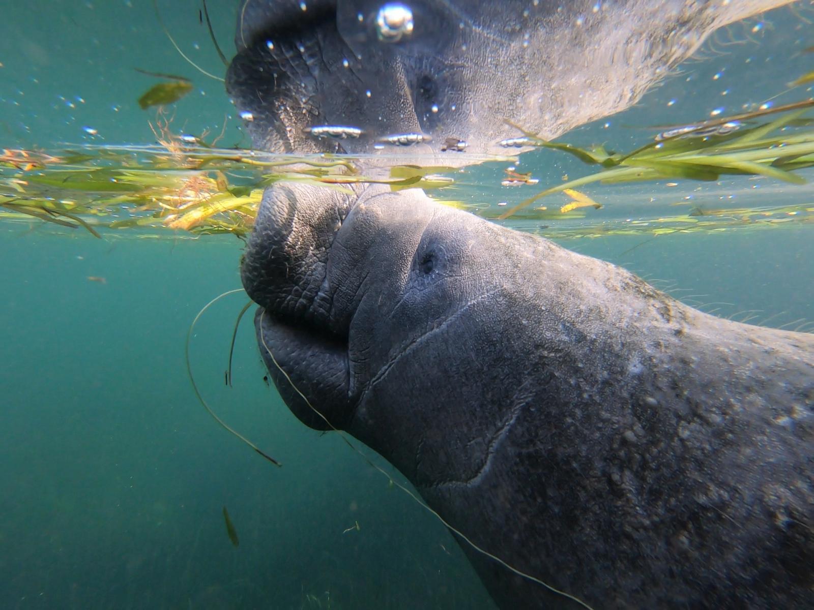 manatee in water