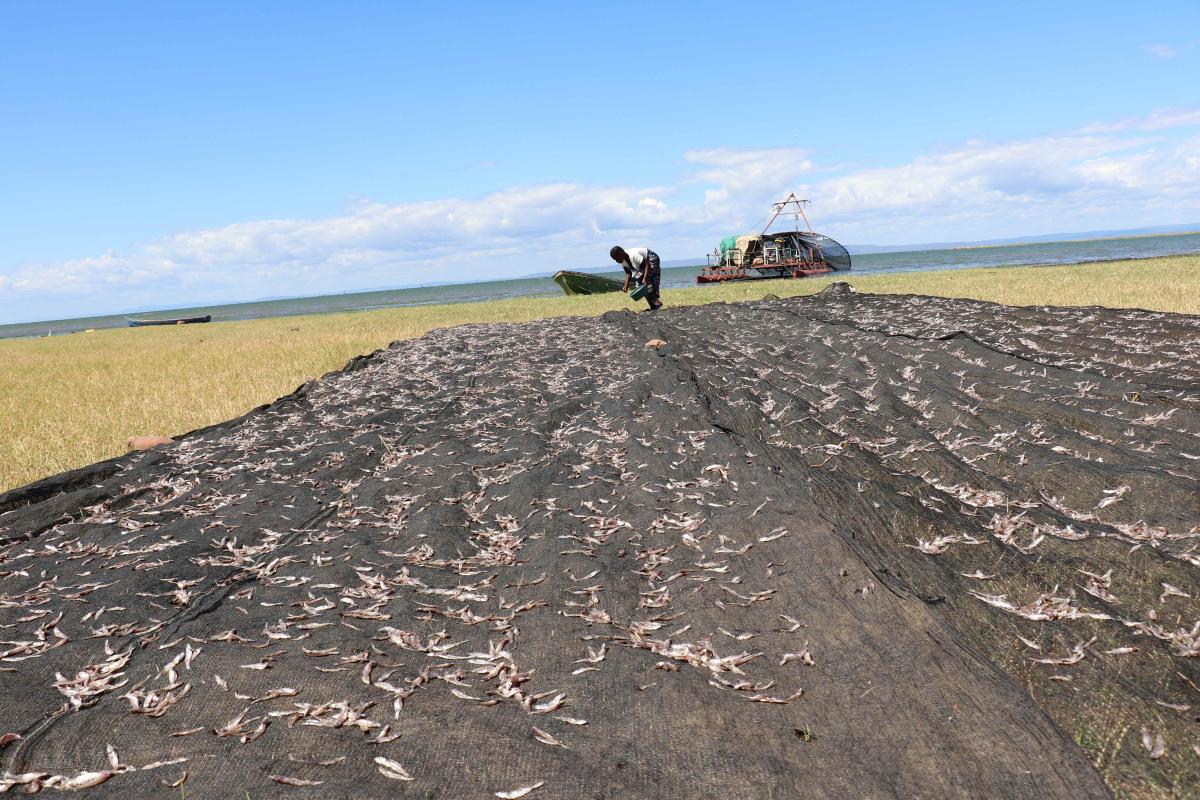 USAID-funded Feed the Future Innovation Lab for Fish at MSU launches ...